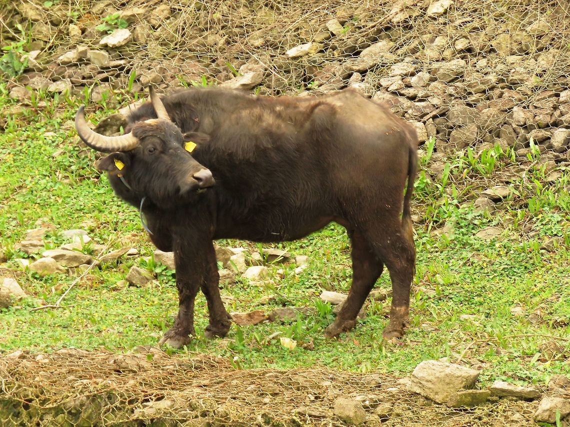 Water buffalo  Bubalus bubalis,Geotagged,Greece,Lake Kerkini,Spring,Water buffalo