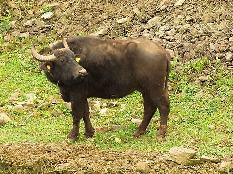 Water buffalo  Bubalus bubalis,Geotagged,Greece,Lake Kerkini,Spring,Water buffalo