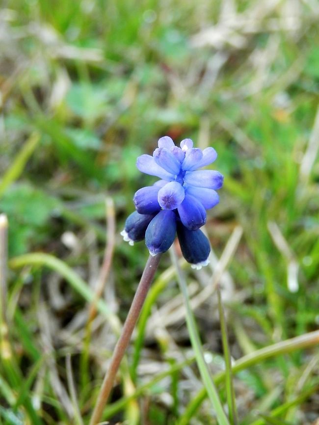 Starch grape hyacinth  Geotagged,Greece,Lake Kerkini,Muscari neglectum,Spring,Starch grape hyacinth