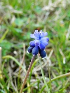Starch grape hyacinth  Geotagged,Greece,Lake Kerkini,Muscari neglectum,Spring,Starch grape hyacinth