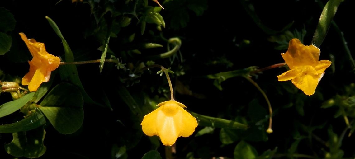 Hypecoum imberbe  Geotagged,Greece,Hypecoum imberbe,Lake Kerkini,Spring