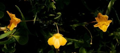 Hypecoum imberbe  Geotagged,Greece,Hypecoum imberbe,Lake Kerkini,Spring