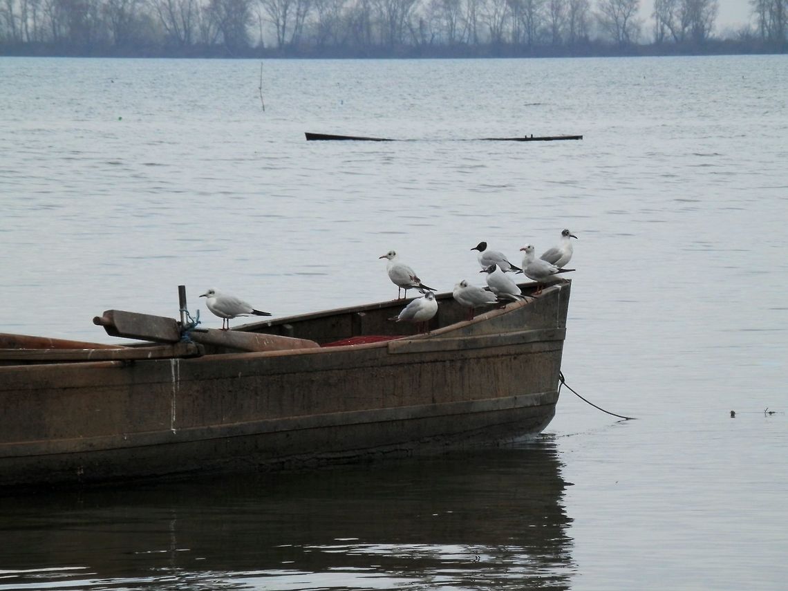 Black-headed gulls  Black-headed Gull,Chroicocephalus ridibundus,Geotagged,Greece,Lake Kerkini,Spring