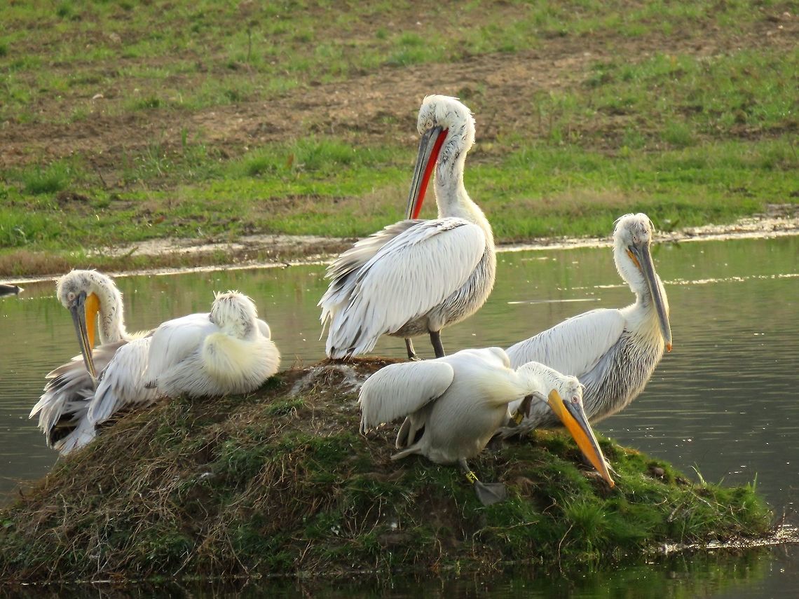Dalmatian pelicans Dalmatian pelican scratching it&#039;s neck. Dalmatian Pelican,Geotagged,Greece,Lake Kerkini,Pelecanus crispus,Spring