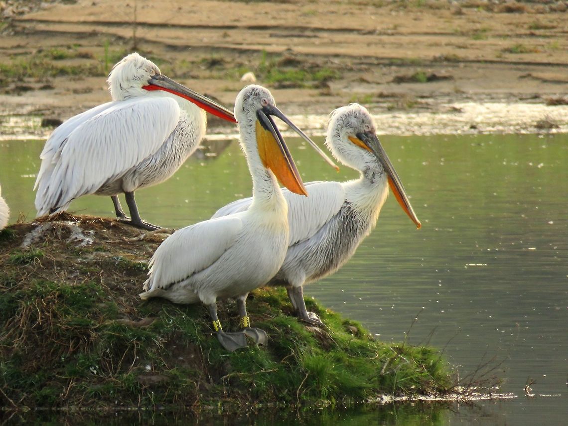 Dalmatian pelicans  Dalmatian Pelican,Geotagged,Greece,Lake Kerkini,Pelecanus crispus,Spring