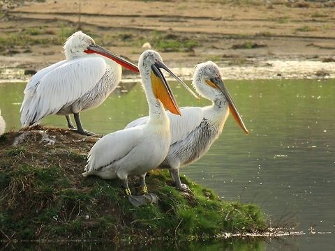 Dalmatian pelicans  Dalmatian Pelican,Geotagged,Greece,Lake Kerkini,Pelecanus crispus,Spring