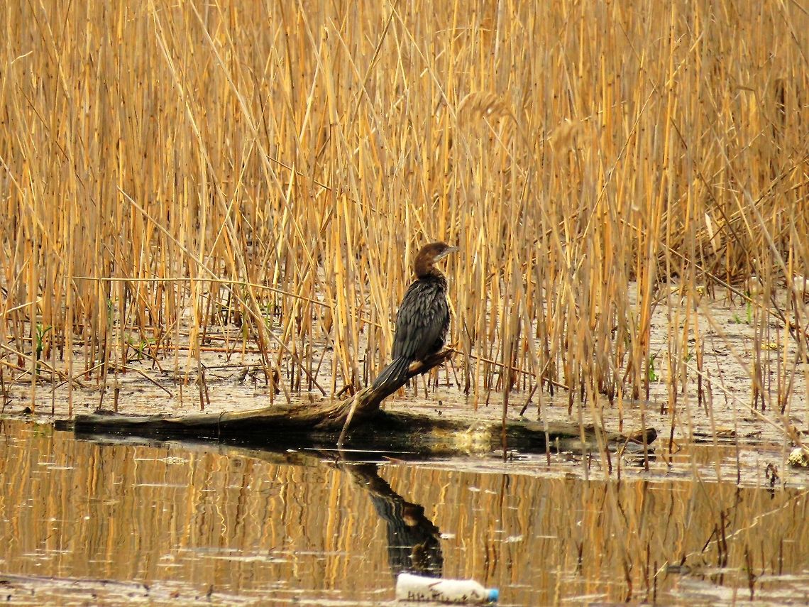 Pygmy cormorant  Geotagged,Greece,Lake Kerkini,Microcarbo pygmeus,Pygmy cormorant,Spring