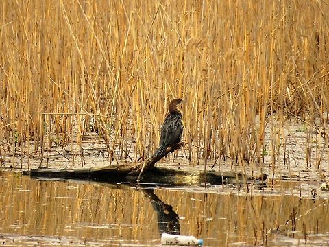 Pygmy cormorant  Geotagged,Greece,Lake Kerkini,Microcarbo pygmeus,Pygmy cormorant,Spring