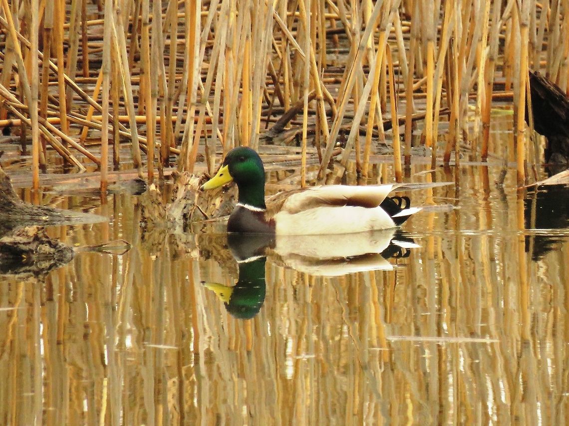 Male mallard  Anas platyrhynchos,Geotagged,Greece,Lake Kerkini,Mallard,Spring