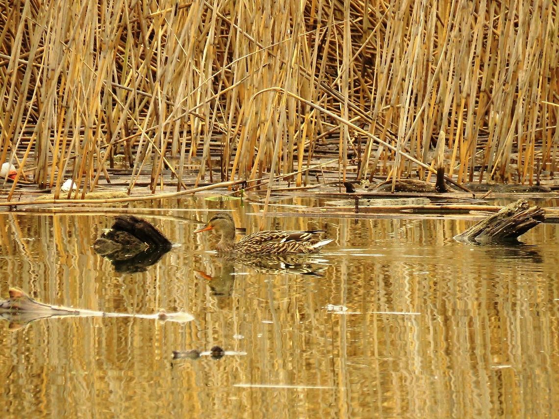 Female mallard  Anas platyrhynchos,Geotagged,Greece,Lake Kerkini,Mallard,Spring