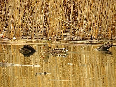 Female mallard  Anas platyrhynchos,Geotagged,Greece,Lake Kerkini,Mallard,Spring