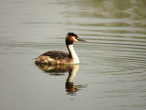 Great crested grebe  Geotagged,Great Crested Grebe,Greece,Lake Kerkini,Podiceps cristatus,Spring