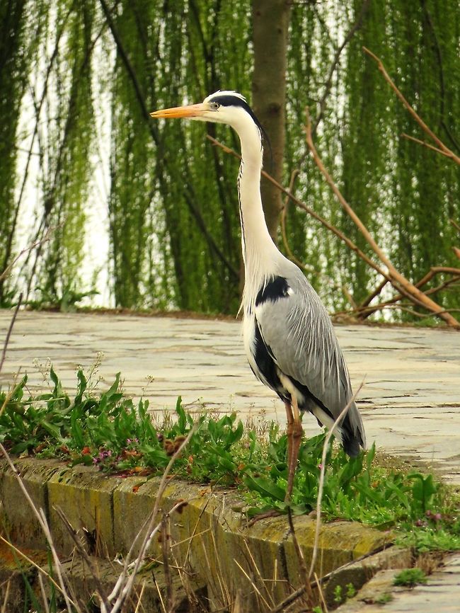 Grey heron Unlike others who flee when we approach, this one even came our way. Ardea cinerea,Geotagged,Greece,Grey Heron,Lake Kerkini,Spring