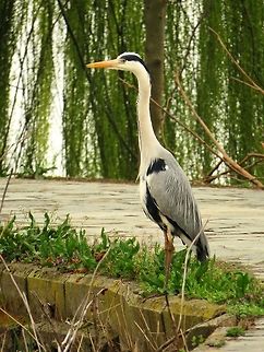 Grey heron Unlike others who flee when we approach, this one even came our way. Ardea cinerea,Geotagged,Greece,Grey Heron,Lake Kerkini,Spring