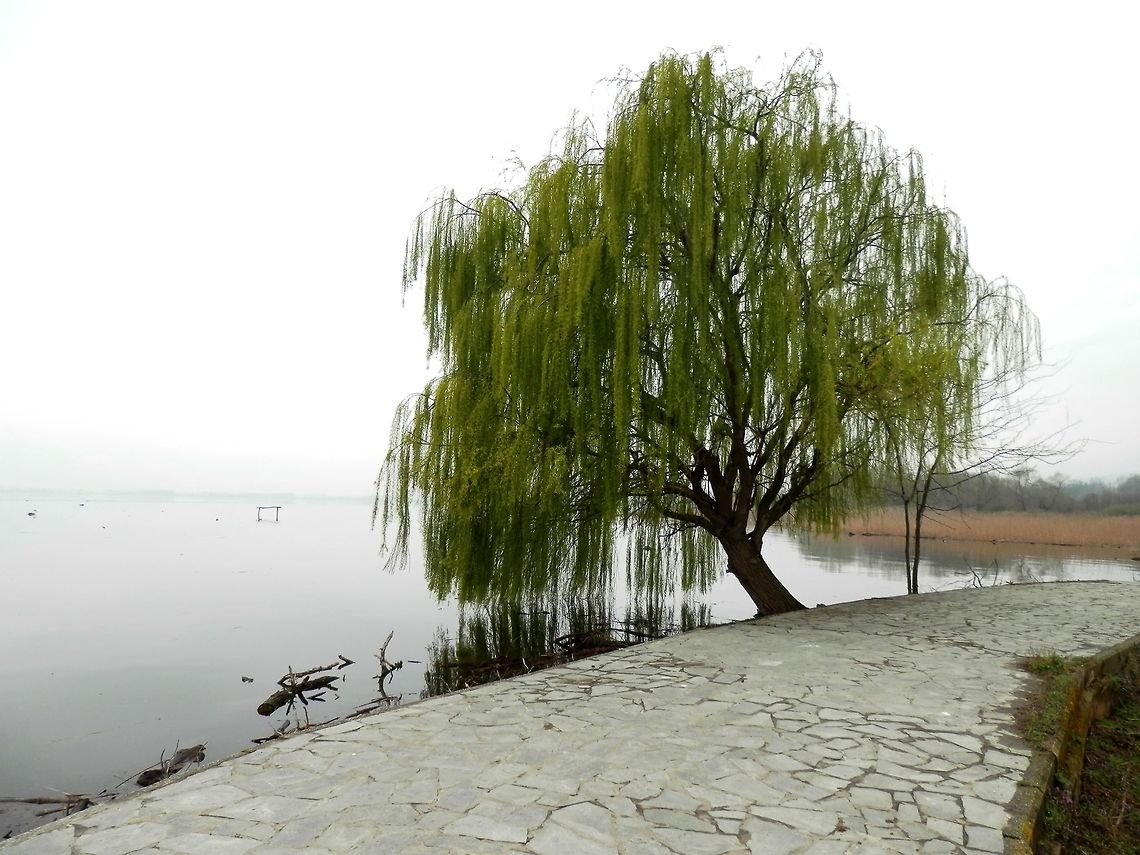Weeping willow - Salix sp. I am not sure which species of willow this is. It could be a variety of the white willow or a hybrid. This is a closer view of the same tree.<br />
<figure class="photo"><a href="https://www.jungledragon.com/image/28046/weeping_willow_-_salix_sp.html" title="Weeping willow - Salix sp."><img src="https://s3.amazonaws.com/media.jungledragon.com/images/651/28046_thumb.JPG?AWSAccessKeyId=05GMT0V3GWVNE7GGM1R2&Expires=1759968010&Signature=feTYUdi0zWNzdraJ23orAilwCJQ%3D" width="114" height="152" alt="Weeping willow - Salix sp. I am not sure which species of willow this is. This is the whole tree.<br />
http://www.jungledragon.com/image/28043/weeping_willow_-_salix_sp.html Geotagged,Greece,Lake Kerkini,Spring" /></a></figure> Geotagged,Greece,Lake Kerkini,Spring