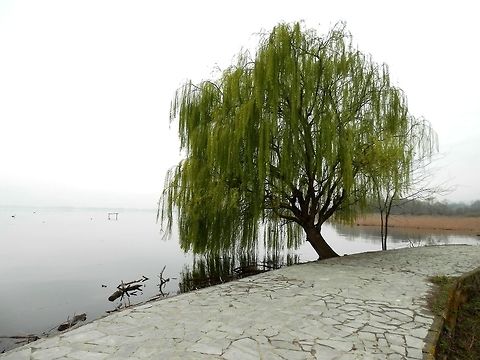 Weeping willow - Salix sp. I am not sure which species of willow this is. It could be a variety of the white willow or a hybrid. This is a closer view of the same tree.
http://www.jungledragon.com/image/28046/weeping_willow_-_salix_sp.html Geotagged,Greece,Lake Kerkini,Spring