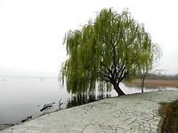 Weeping willow - Salix sp. I am not sure which species of willow this is. It could be a variety of the white willow or a hybrid. This is a closer view of the same tree.<br />
http://www.jungledragon.com/image/28046/weeping_willow_-_salix_sp.html Geotagged,Greece,Lake Kerkini,Spring