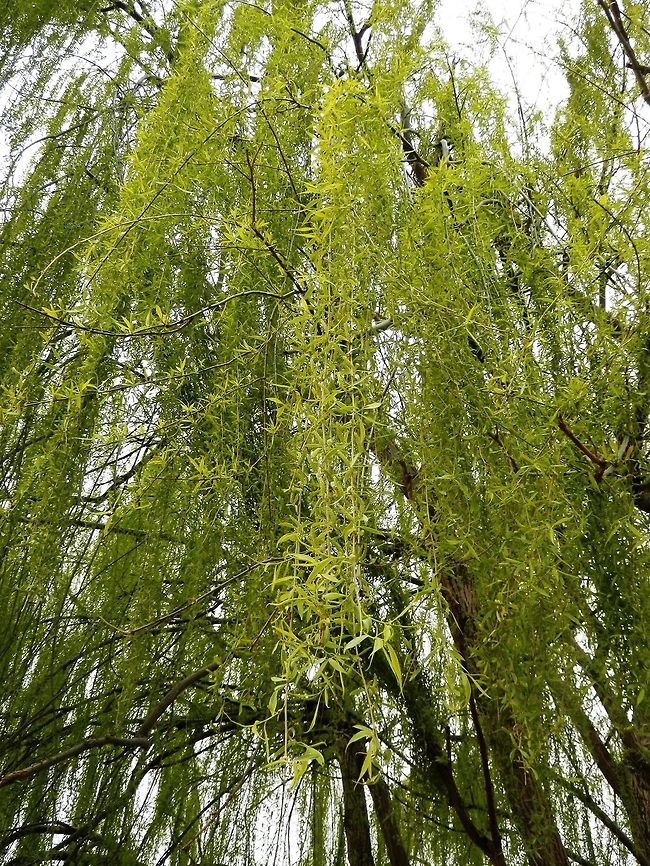 Weeping willow - Salix sp. I am not sure which species of willow this is. This is the whole tree.<br />
<figure class="photo"><a href="https://www.jungledragon.com/image/28043/weeping_willow_-_salix_sp.html" title="Weeping willow - Salix sp."><img src="https://s3.amazonaws.com/media.jungledragon.com/images/651/28043_thumb.JPG?AWSAccessKeyId=05GMT0V3GWVNE7GGM1R2&Expires=1769040010&Signature=Ptn5%2F5yyBjyu%2FZFhjMYVPZUwnns%3D" width="200" height="150" alt="Weeping willow - Salix sp. I am not sure which species of willow this is. It could be a variety of the white willow or a hybrid. This is a closer view of the same tree.<br />
http://www.jungledragon.com/image/28046/weeping_willow_-_salix_sp.html Geotagged,Greece,Lake Kerkini,Spring" /></a></figure> Geotagged,Greece,Lake Kerkini,Spring