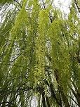 Weeping willow - Salix sp. I am not sure which species of willow this is. This is the whole tree.<br />
http://www.jungledragon.com/image/28043/weeping_willow_-_salix_sp.html Geotagged,Greece,Lake Kerkini,Spring