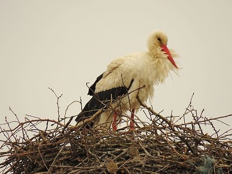 White stork Sparrows usually build their nests in the stork nest. It is also the case in this one. Ciconia ciconia,Geotagged,Greece,Spring,White Stork