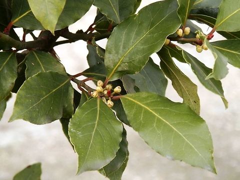 Grecian laurel buds  Bay laurel,Geotagged,Greece,Laurus nobilis,Spring