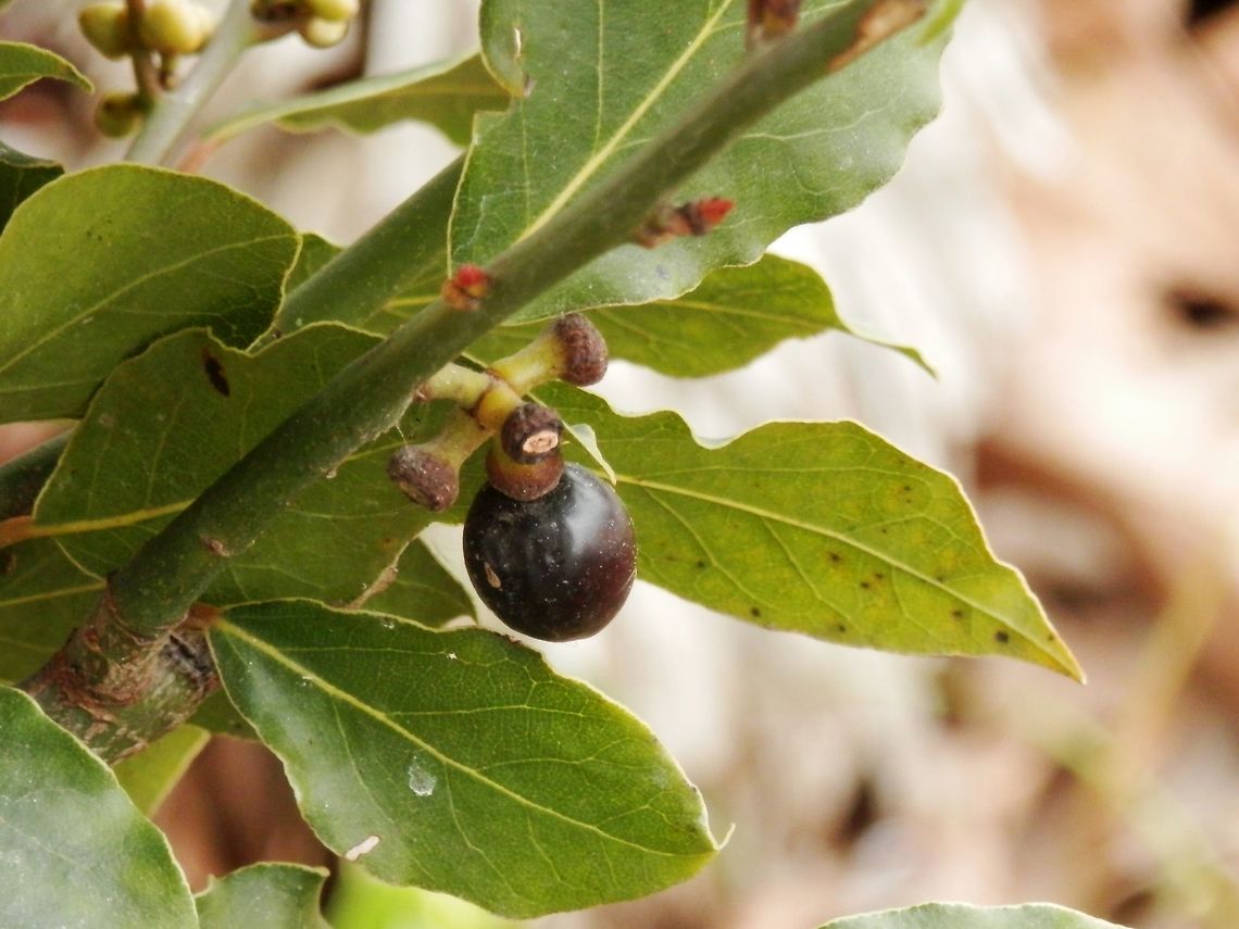 Grecian laurel fruit  Bay laurel,Geotagged,Greece,Laurus nobilis,Spring