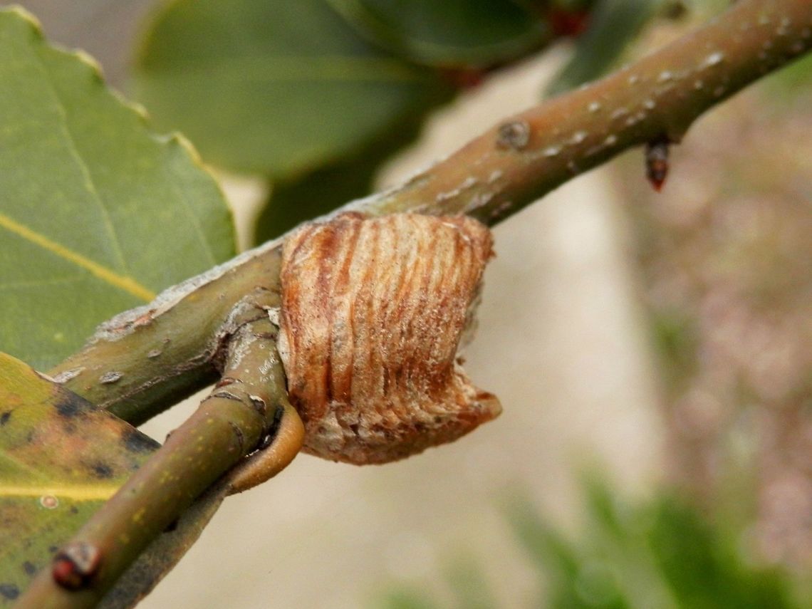 Mantis egg sack The mantis egg sack or egg case is called ootheca. Geotagged,Greece,Spring,mantis,ootheca