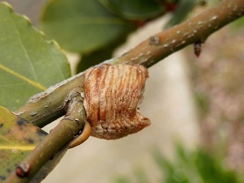 Mantis egg sack The mantis egg sack or egg case is called ootheca. Geotagged,Greece,Spring,mantis,ootheca