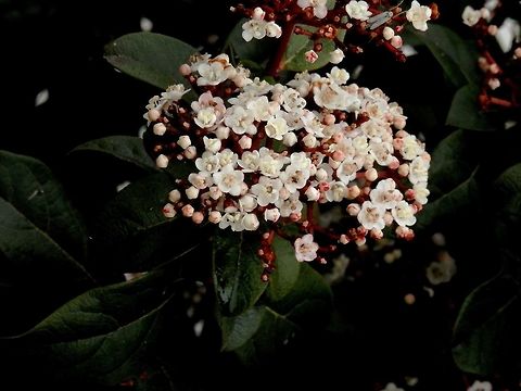 Laurustinus  Geotagged,Greece,Viburnum tinus