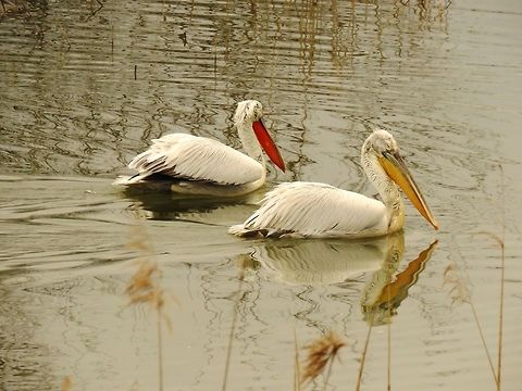 Dalmatian pelicans  Dalmatian Pelican,Geotagged,Greece,Lake Kerkini,Pelecanus crispus,Spring