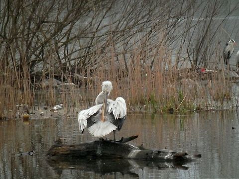 Dalmatian pelican preening  Dalmatian Pelican,Geotagged,Greece,Lake Kerkini,Pelecanus crispus,Preening,Spring
