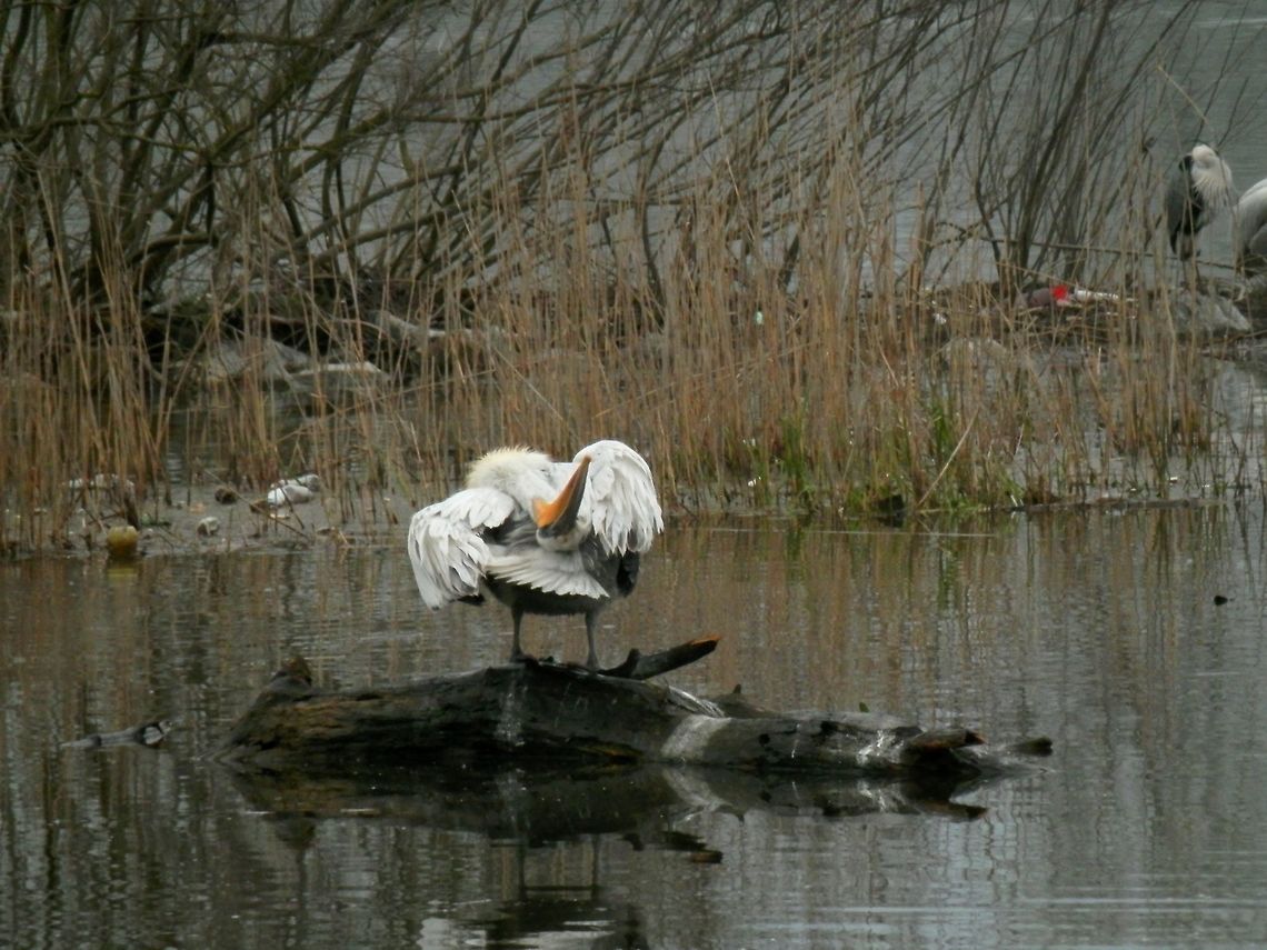 Dalmatian pelican yogi Can you do that? Dalmatian Pelican,Geotagged,Greece,Lake Kerkini,Pelecanus crispus,Spring