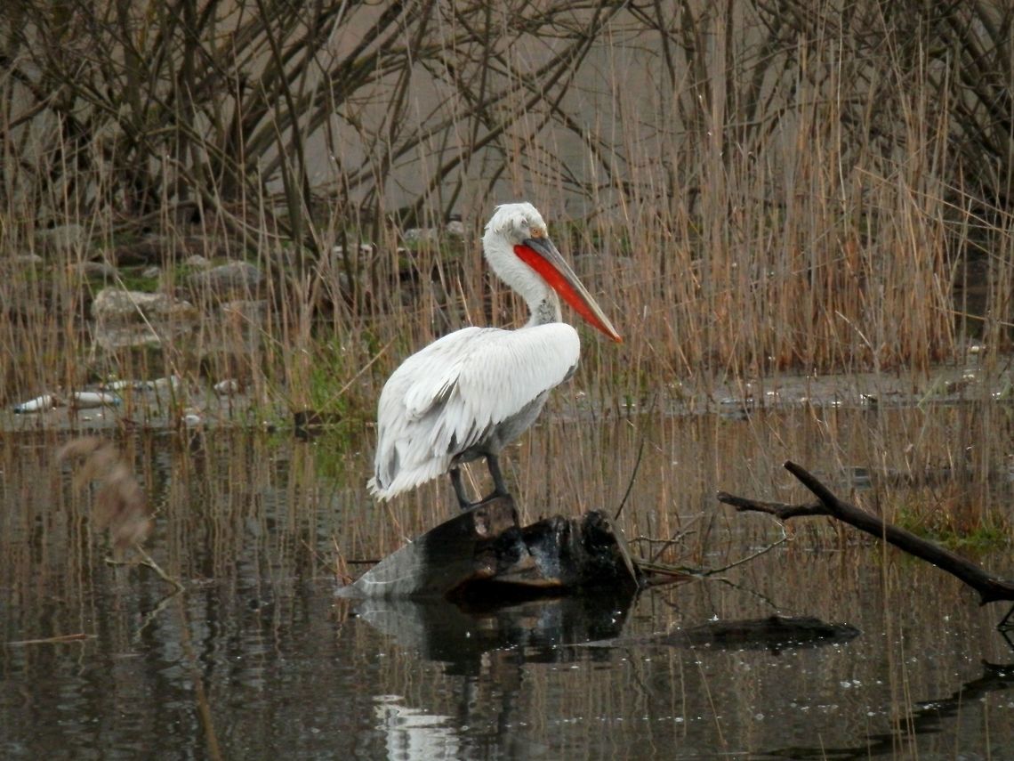 Dalmatian pelican Dalmatian pelican with a red pouch. Dalmatian Pelican,Geotagged,Greece,Lake Kerkini,Pelecanus crispus,Spring