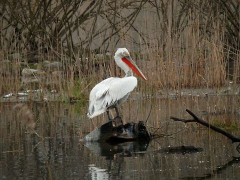 Dalmatian pelican Dalmatian pelican with a red pouch. Dalmatian Pelican,Geotagged,Greece,Lake Kerkini,Pelecanus crispus,Spring