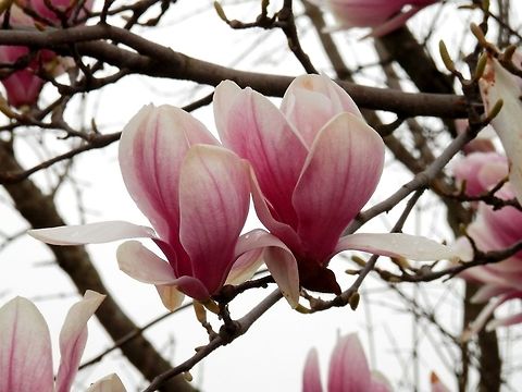 Saucer magnolia  Geotagged,Greece,Magnolia × soulangeana,Saucer magnolia,Spring