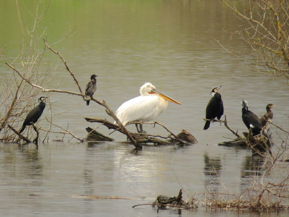 Cormorants and a pelican This is an opportunity to compare the sizes of the pygmy cormorant, great cormorant and the Dalmatian pelican. Geotagged,Greece,Lake Kerkini,Microcarbo pygmeus,Pygmy cormorant,Spring