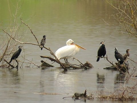 Cormorants and a pelican This is an opportunity to compare the sizes of the pygmy cormorant, great cormorant and the Dalmatian pelican. Geotagged,Greece,Lake Kerkini,Microcarbo pygmeus,Pygmy cormorant,Spring