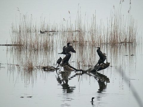 Pygmy and great cormorants  Geotagged,Greece,Lake Kerkini,Microcarbo pygmeus,Pygmy cormorant,Spring