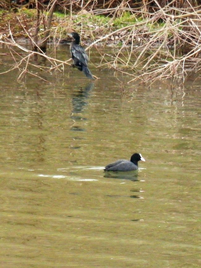 Pygmy cormorant and coot The pygmy cormorant is about the size of a coot. Geotagged,Greece,Lake Kerkini,Microcarbo pygmeus,Pygmy cormorant,Spring