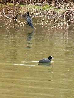Pygmy cormorant and coot The pygmy cormorant is about the size of a coot. Geotagged,Greece,Lake Kerkini,Microcarbo pygmeus,Pygmy cormorant,Spring