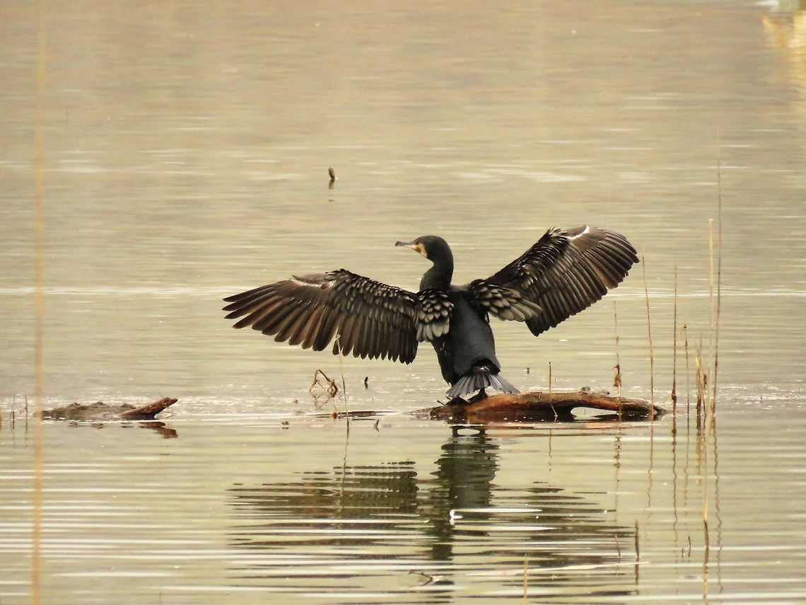 Great cormorant drying it's wings  Geotagged,Great Cormorant,Greece,Lake Kerkini,Phalacrocorax carbo,Spring