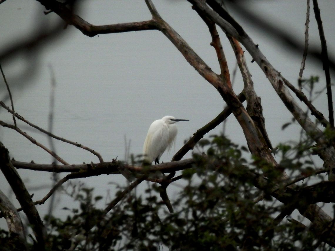 Little egret  Egretta garzetta,Geotagged,Greece,Lake Kerkini,Little Egret,Spring