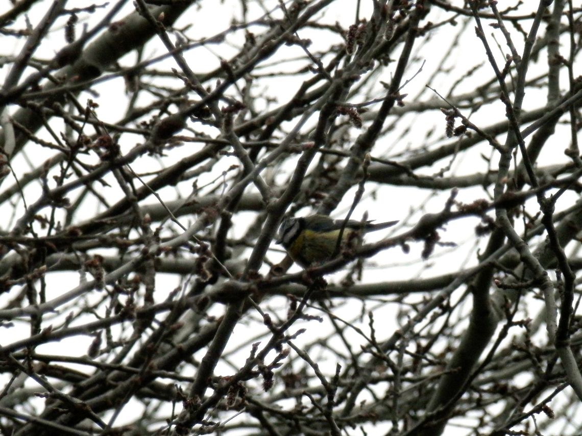 Eurasian blue tit  Cyanistes caeruleus,Eurasian blue tit,Geotagged,Greece,Lake Kerkini,Spring