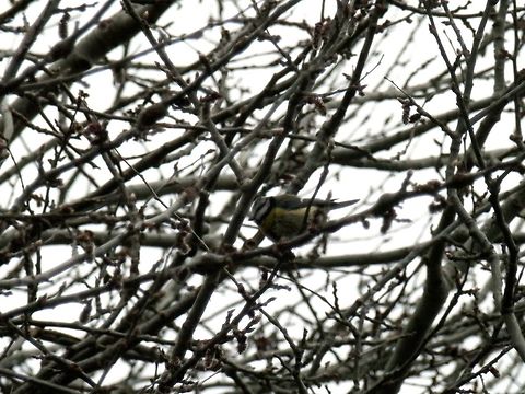 Eurasian blue tit  Cyanistes caeruleus,Eurasian blue tit,Geotagged,Greece,Lake Kerkini,Spring