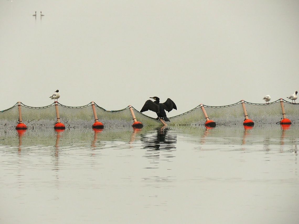 Great cormorant drying it's wings There is a couple of crested grebes in the middle of a courtship display in the back. Geotagged,Great Cormorant,Greece,Lake Kerkini,Phalacrocorax carbo,Spring