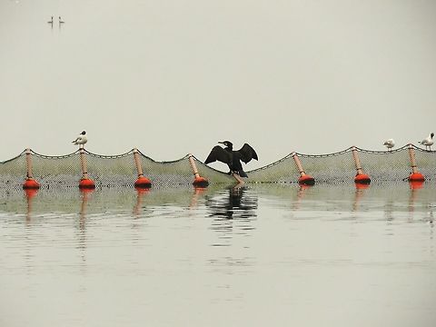 Great cormorant drying it's wings There is a couple of crested grebes in the middle of a courtship display in the back. Geotagged,Great Cormorant,Greece,Lake Kerkini,Phalacrocorax carbo,Spring