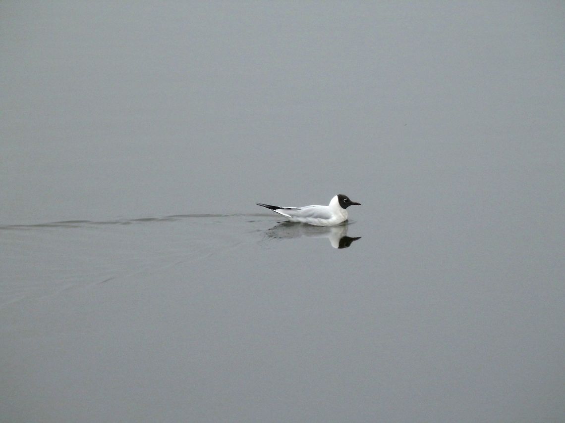 Black-headed gull  Black-headed Gull,Chroicocephalus ridibundus,Geotagged,Greece,Lake Kerkini,Spring