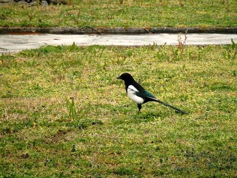 Magpie  European Magpie,Geotagged,Greece,Lake Kerkini,Pica pica,Spring