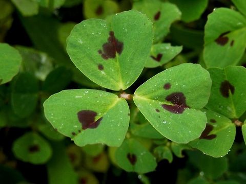 Heart clover  Geotagged,Greece,Lake Kerkini,Medicago arabica,Spring