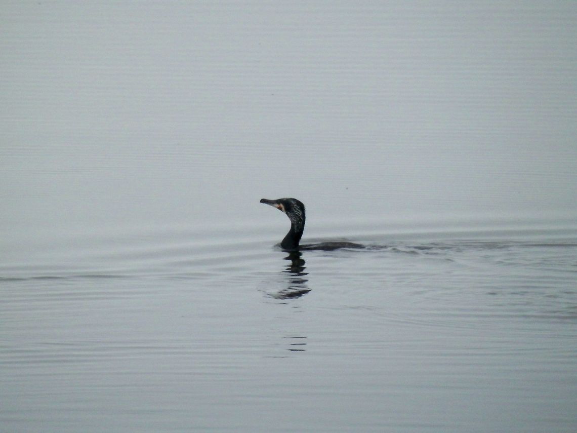 Great cormorant in the water Preparing to dive<br />
<figure class="photo"><a href="https://www.jungledragon.com/image/28230/great_cormorant_diving.html" title="Great cormorant diving"><img src="https://s3.amazonaws.com/media.jungledragon.com/images/651/28230_thumb.JPG?AWSAccessKeyId=05GMT0V3GWVNE7GGM1R2&Expires=1759968010&Signature=E8v58nuErKW4OvYlmdGIBLfkZBo%3D" width="200" height="150" alt="Great cormorant diving  Geotagged,Great Cormorant,Greece,Lake Kerkini,Phalacrocorax carbo,Spring" /></a></figure><br />
<figure class="photo"><a href="https://www.jungledragon.com/image/28231/great_cormorant_splash.html" title="Great cormorant splash"><img src="https://s3.amazonaws.com/media.jungledragon.com/images/651/28231_thumb.JPG?AWSAccessKeyId=05GMT0V3GWVNE7GGM1R2&Expires=1759968010&Signature=wLZB3X3wKa9%2BI5nKSkEms4t8dIM%3D" width="200" height="150" alt="Great cormorant splash  Geotagged,Great Cormorant,Greece,Lake Kerkini,Phalacrocorax carbo,Spring" /></a></figure> Geotagged,Great Cormorant,Greece,Lake Kerkini,Phalacrocorax carbo,Spring